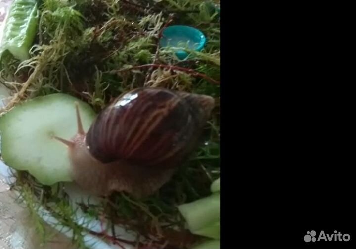 Улитки ахатины продам 1000