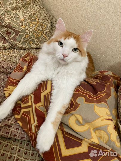 Отдам в добрые руки