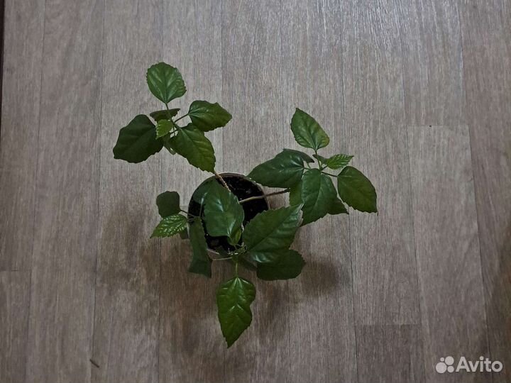 Гибискус китайская роза