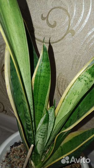 Сансевиерии разные