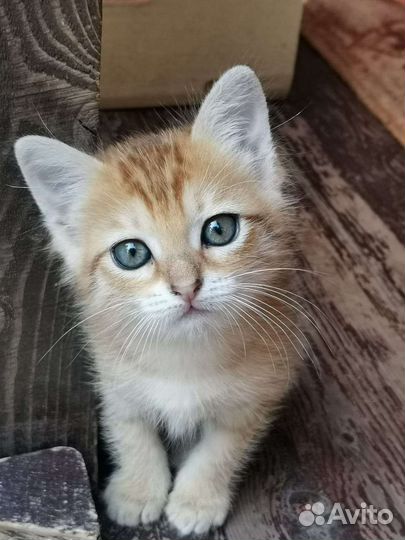 Необычный котёнок