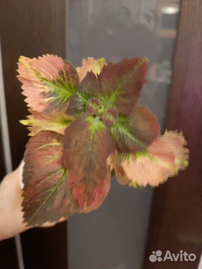 Колеусы вегетативные черенки