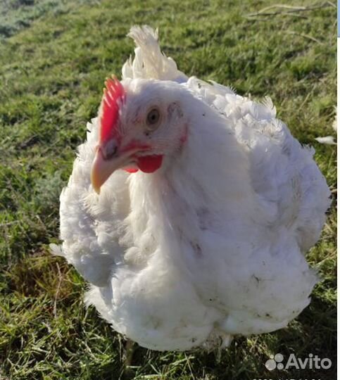 Самая вкусная курица, домашний бройлерЖивой вес