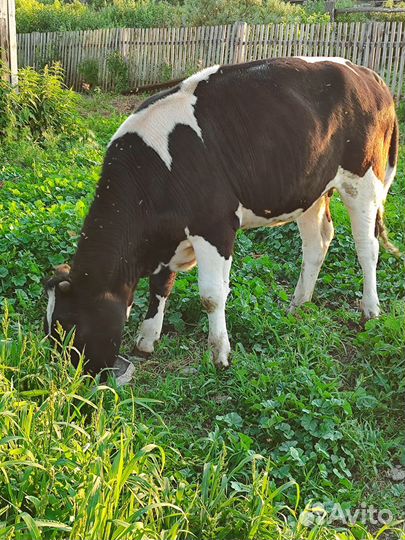 Телка стильная