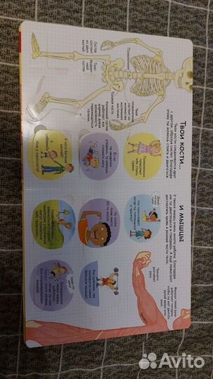 «Волшебные створки»Секреты человека