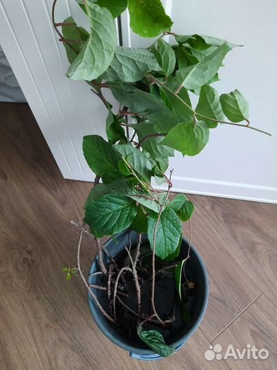 Саженцы лимонника