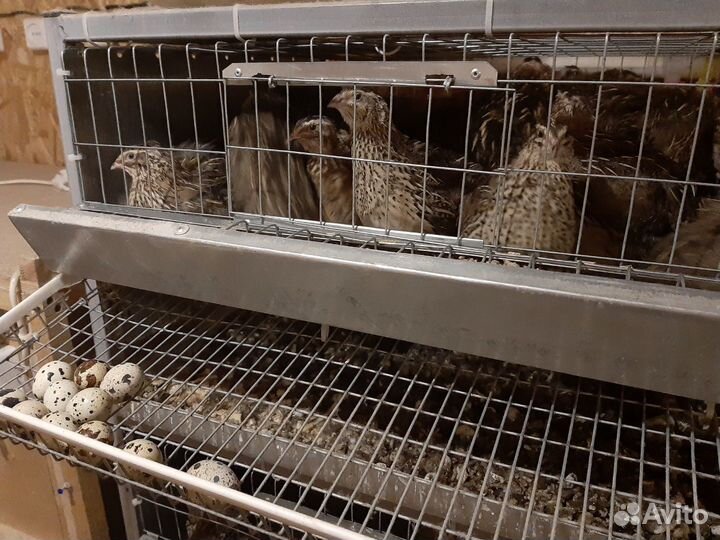 Перепел эстонский