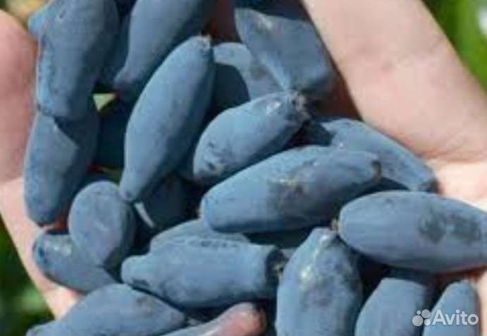 Жимолость Канадская опт Розница 25Сортов