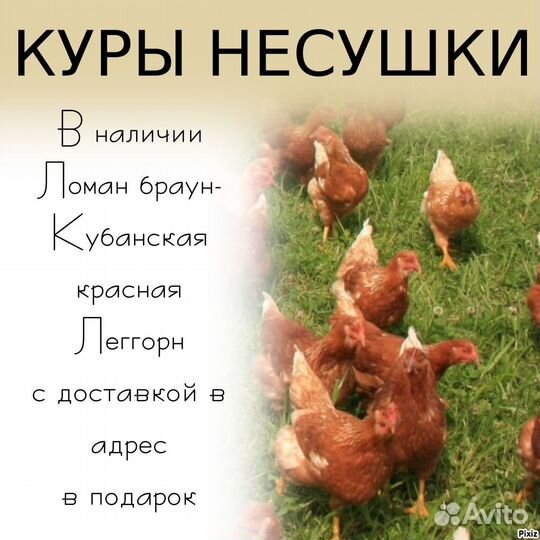 Куры несушки