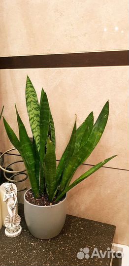 Сансевиерия блэк коралл,блэк голд файер