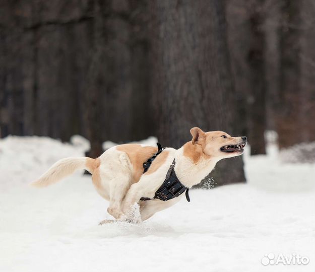 Собака из приюта ищет дом