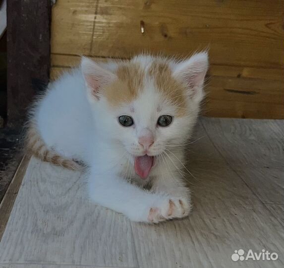 Кошка в дар