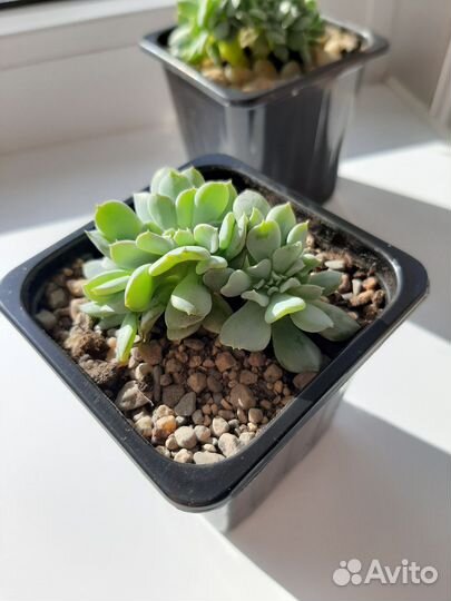 Суккуленты