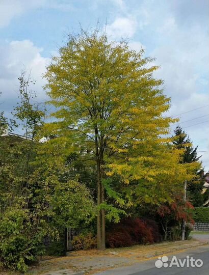 Гледичия трехколючковая