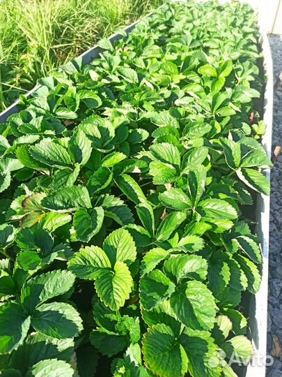 Рассада земляники садовой