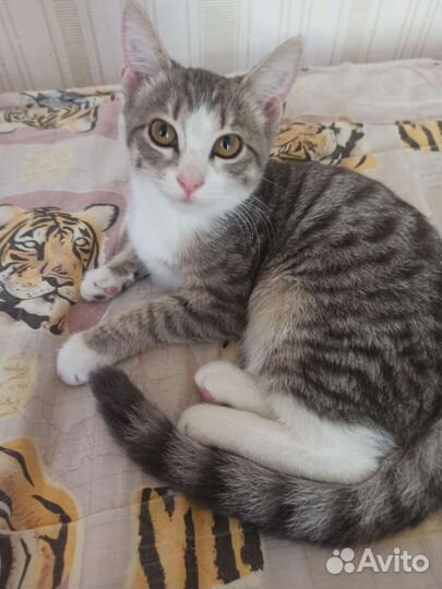 Кошка в дар