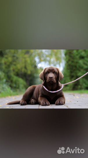 Лабрадор ретривер