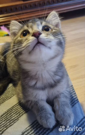 Два брата акробата ищут дом