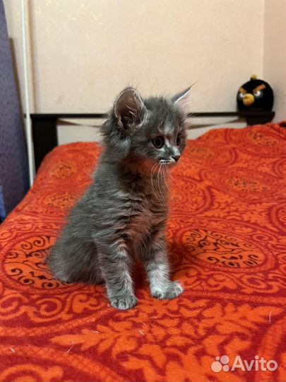 Кошка, кот