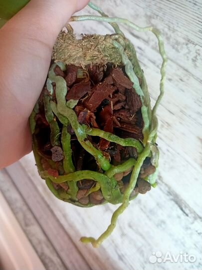 Орхидея фаленопсис