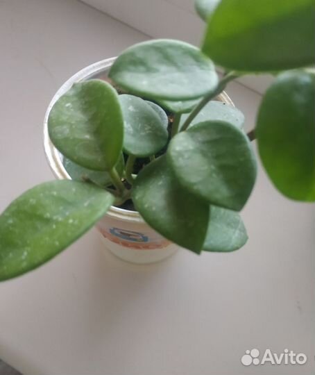 Хойя Матильда