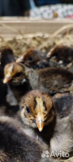 Петух. Молодые племенные чистопородные петухи Кучи