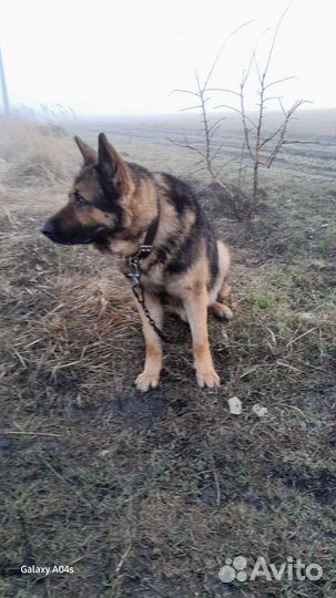 Овчарка немецкая для вязки