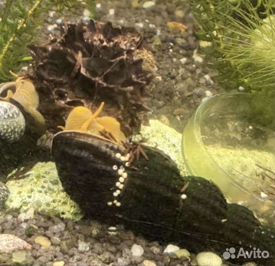 Шишки Амбрового дер., Листья Миндаля