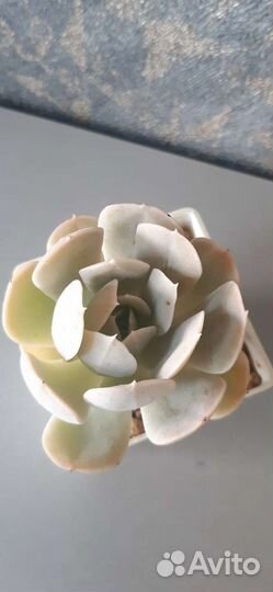 Кактусы и суккуленты