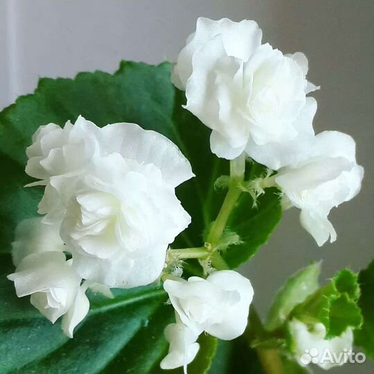 Бегония вечноцветущая махровая. Белая