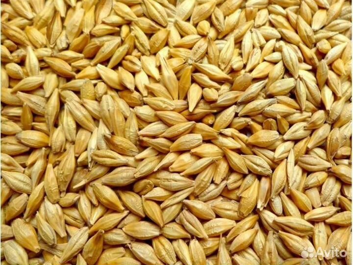 Ячмень от производителя