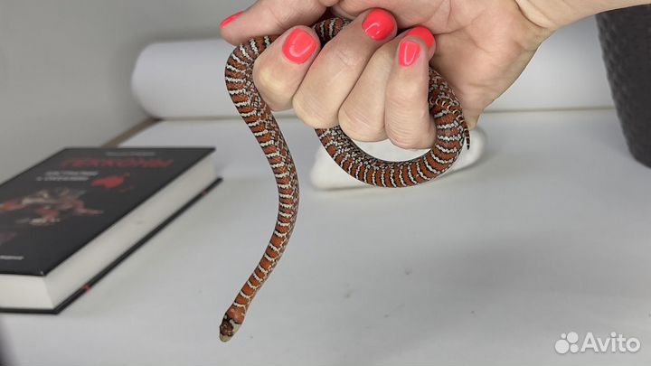Королевская змея аризонская Lampropeltis knoblochi