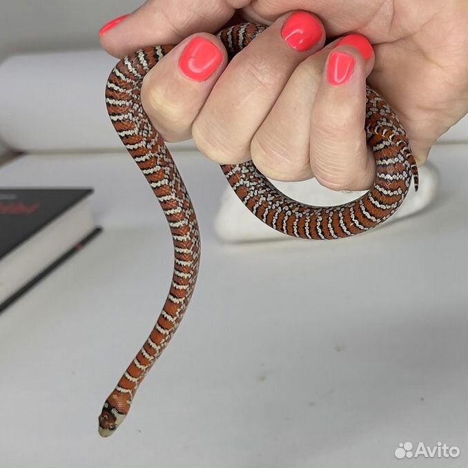 Королевская змея аризонская Lampropeltis knoblochi