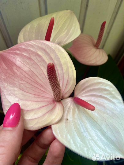 Антуриум фреш лав