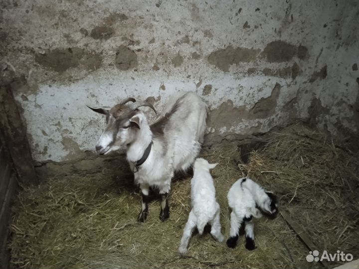 Коза дойная