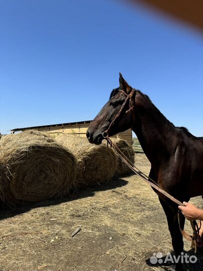 Продам Жеребца