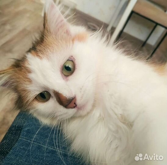 Ищет дом Люси