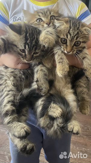 Котята вислоухие в добрые руки