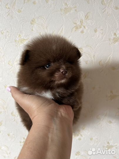 Померанский шпиц (шоколадный мишка)