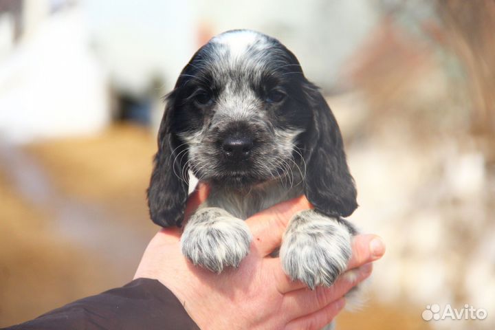 Щенок Английского кокер спаниеля