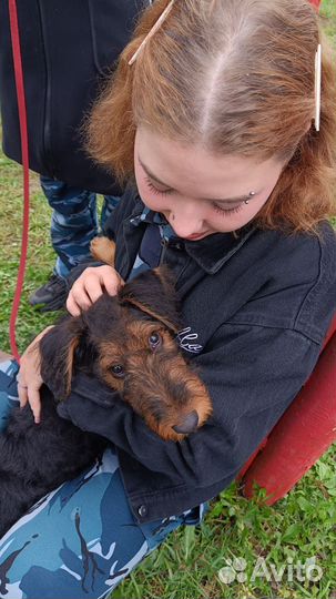 Работа выгул собак