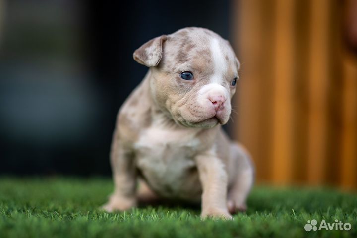 Американский булли микро