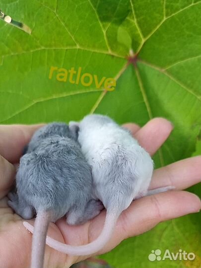 Крысята дамбо малыши рексы мальчишки