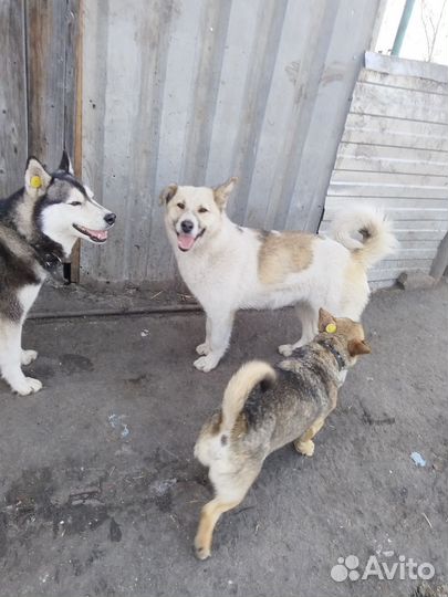 Молодая сука, 7 месяцев, собака