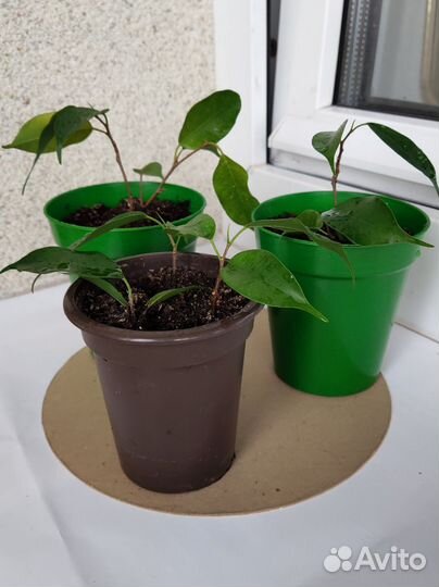 Фикус Бенджамина