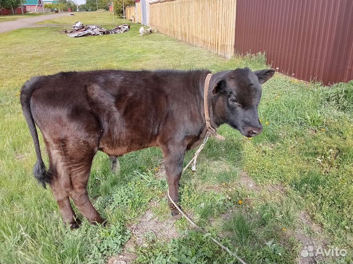 Бычки и быки