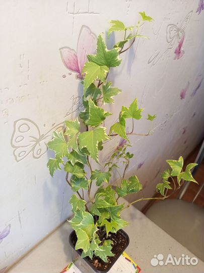 Плющ хедера комнатный