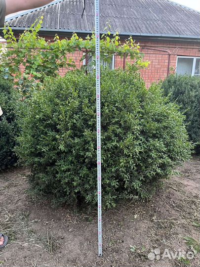 Самшит кусты