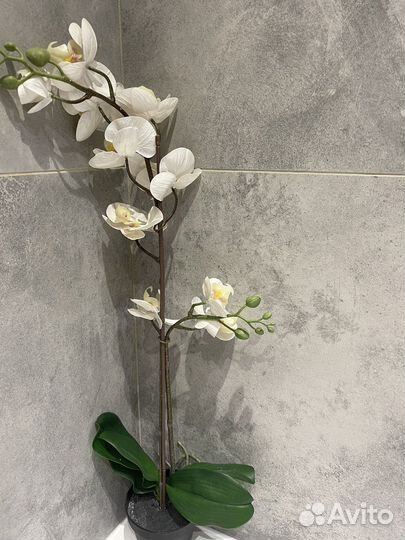 Орхидея дендробиум