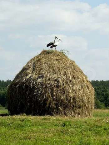 Участок 14 сот. (ИЖС)